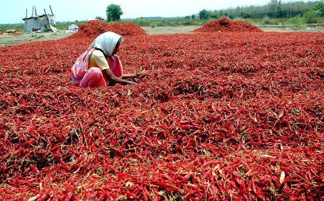 Ladang cabai merah dengan barisan tanaman